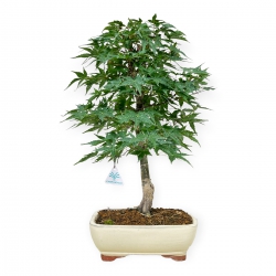 Acer palmatum Segai - érable - 49 cm