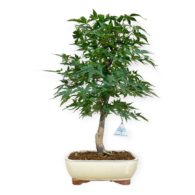 Acer palmatum Segai - Maple - 49 cm