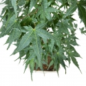 Acer palmatum Segai - érable - 49 cm