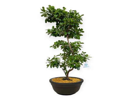 Rhododendron Indicum Kunpu - Azalée - 60 cm