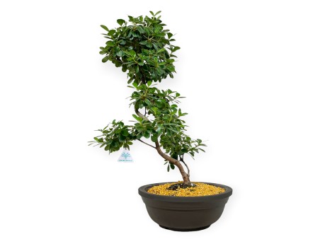 Rhododendron Indicum Kunpu - Azalée - 60 cm