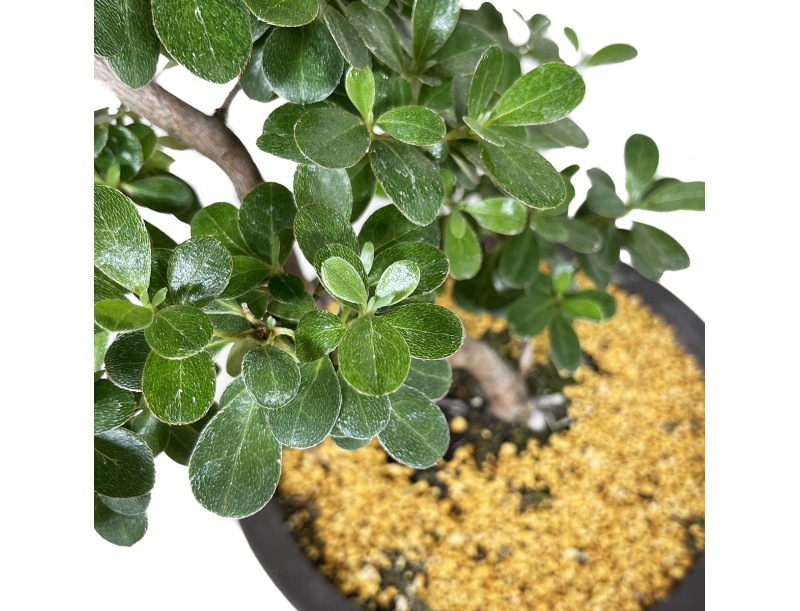 Rhododendron Indicum Kunpu - Azalée - 60 cm