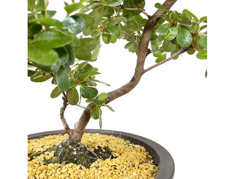 Rhododendron Indicum Kunpu - Azalée - 60 cm