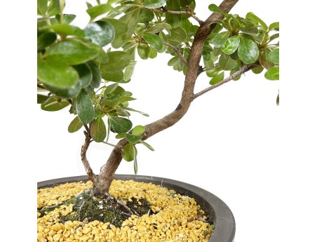 Rhododendron Indicum Kunpu - Azalée - 60 cm