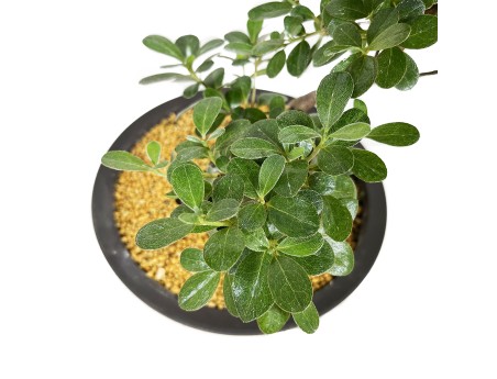 Rhododendron Indicum Kunpu - Azalée - 60 cm