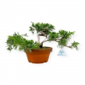 Juniperus chinensis - Genévrier de Chine - 20 cm