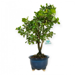 Gymnosporia - 42 cm