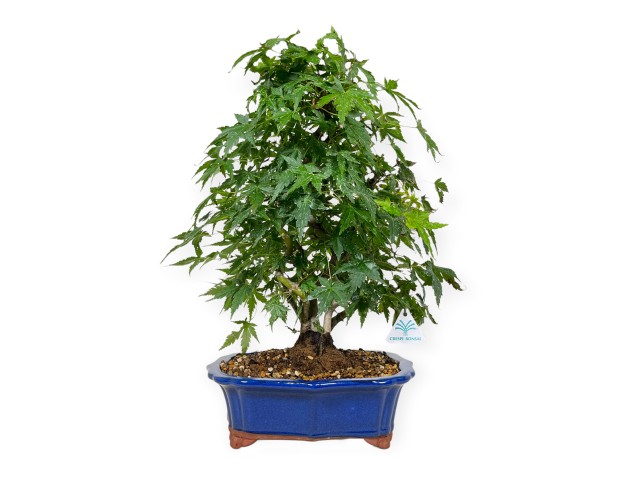 Acer palmatum - Arce - 46 cm