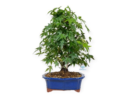 Acer palmatum - Maple - 46 cm
