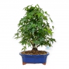 Acer palmatum - Ahorn - 46 cm