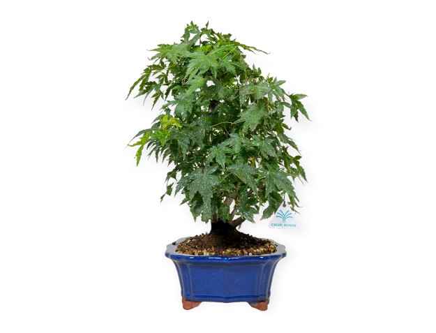 Acer palmatum - Ahorn - 46 cm 2