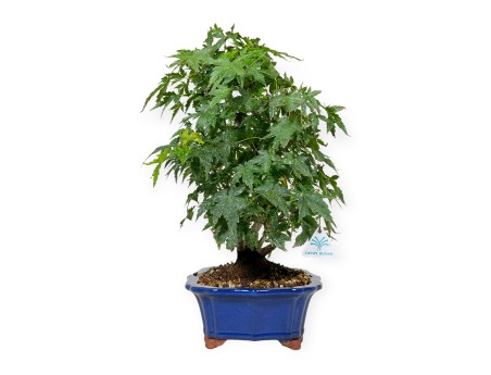 Acer palmatum - Ahorn - 46 cm