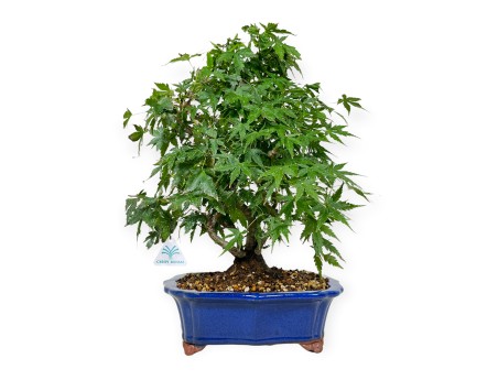 Acer palmatum - Ahorn - 46 cm