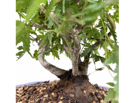 Acer palmatum - Ahorn - 46 cm