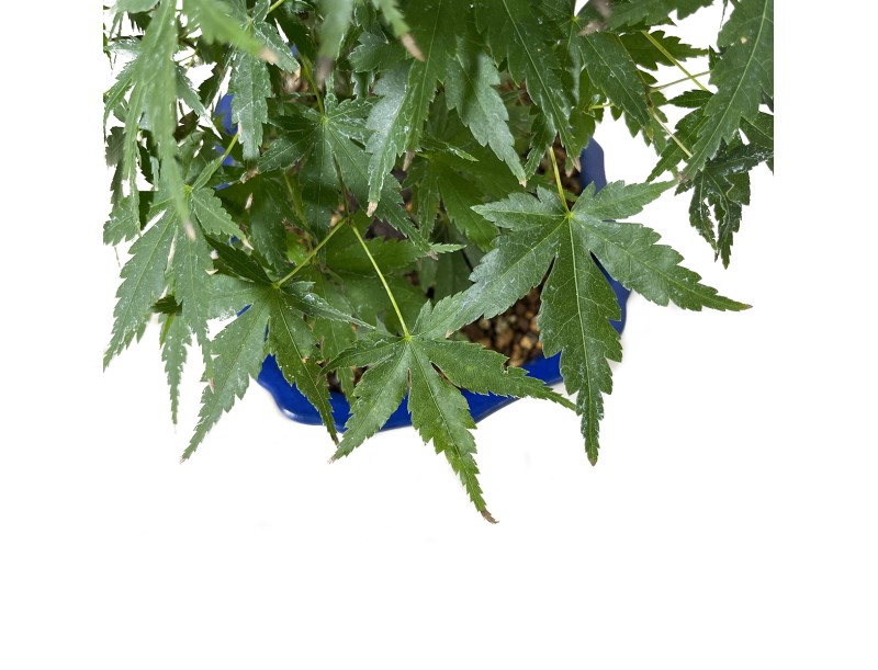 Acer palmatum - Maple - 46 cm