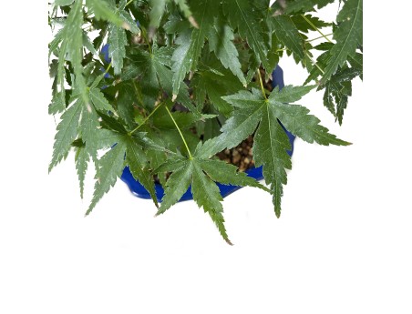 Acer palmatum - Acero - 46 cm