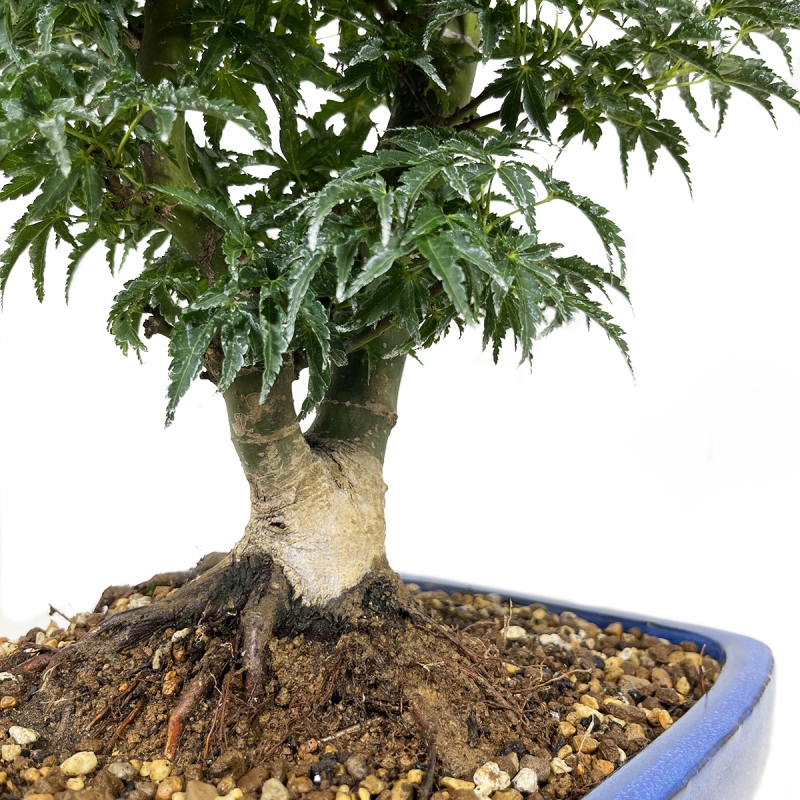 Acer palmatum Shishigashira - acero - 46 cm