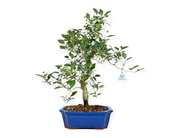Crataegus cuneata ruby - Japanse meidoorn - 63 cm