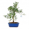 Crataegus cuneata ruby - Aubépine japonaise - 63 cm