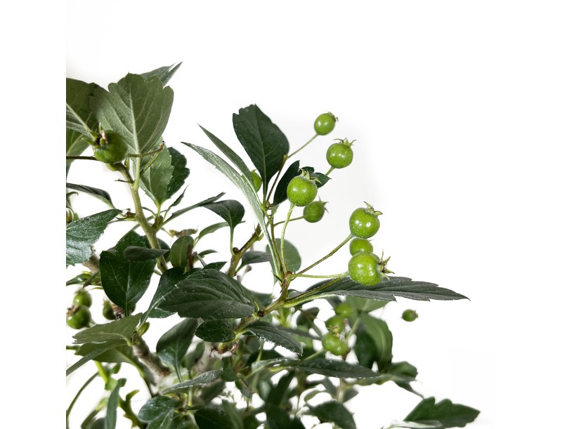 Crataegus cuneata ruby - Biancospino giapponese - 63 cm