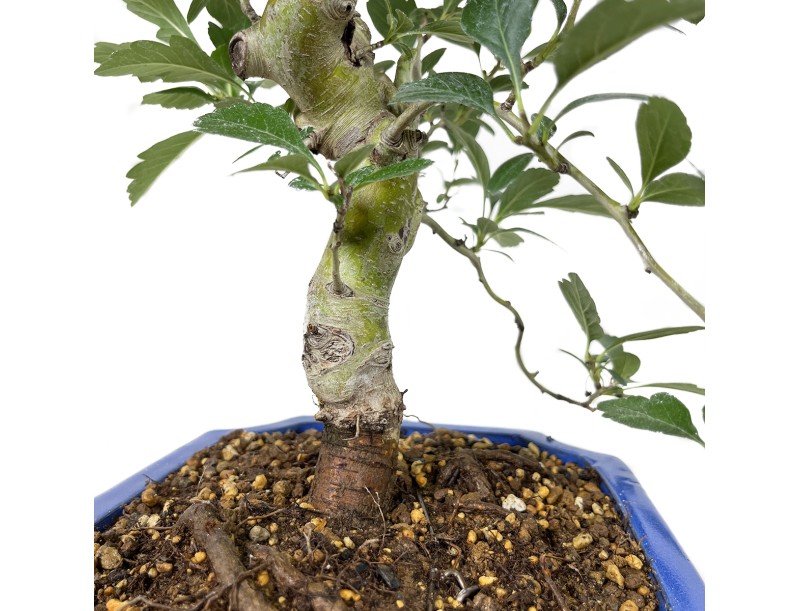 Crataegus cuneata ruby - Espino Japonés - 63 cm