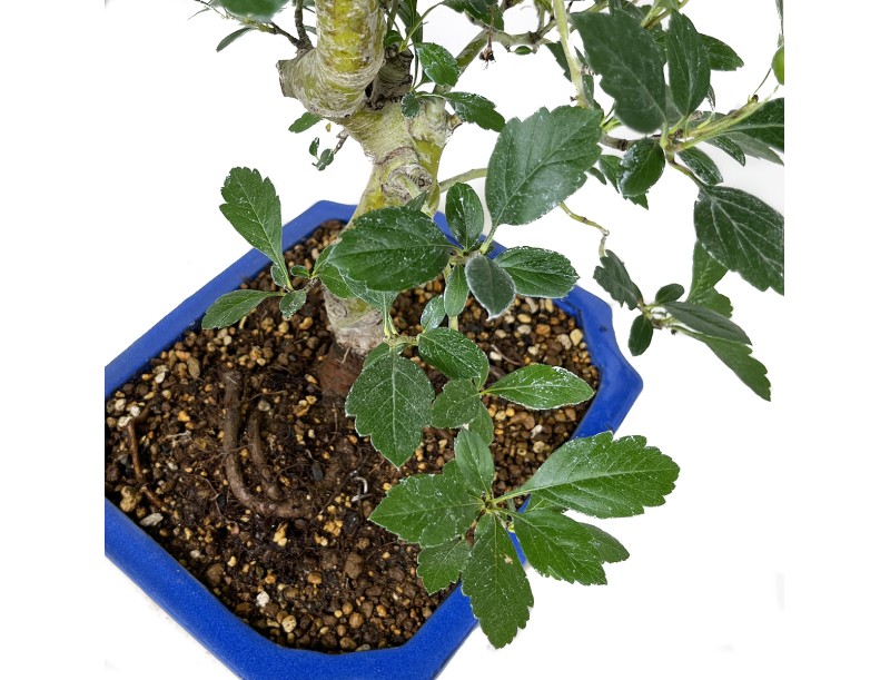 Crataegus cuneata ruby - Japanse meidoorn - 63 cm