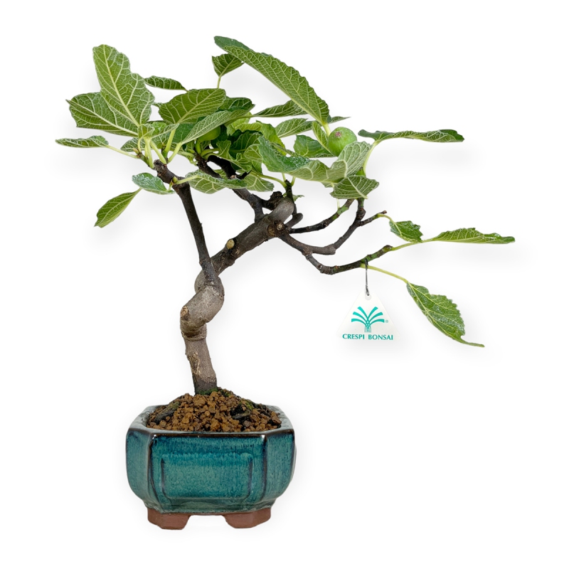 Ficus carica - Fico - 36 cm