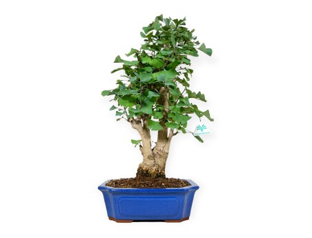 Ginkgo Biloba - 55 cm