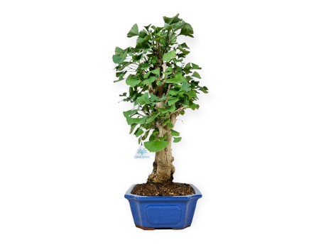 Ginkgo Biloba - 55 cm
