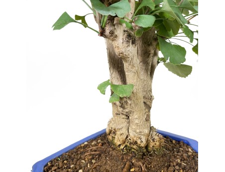 Ginkgo Biloba - 55 cm