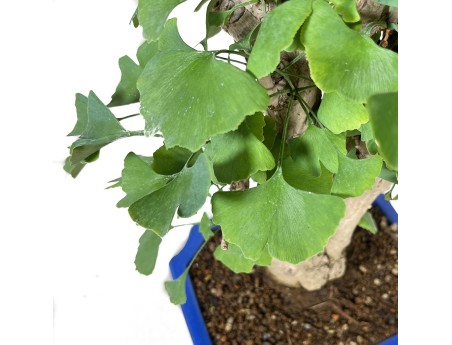 Ginkgo Biloba - 55 cm