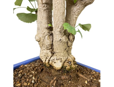 Ginkgo Biloba - 55 cm