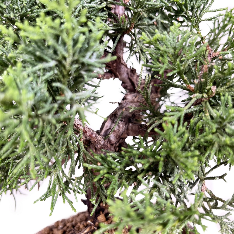 Juniperus chinensis - 29 cm