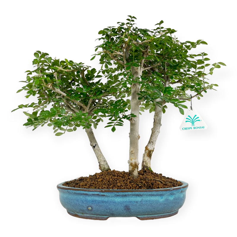 Fraxinus - Ash tree - 30 cm