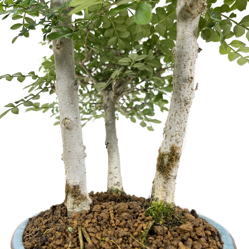 Fraxinus - Ash tree - 30 cm