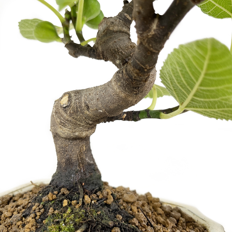 Ficus carica - Fig - 32 cm
