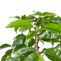 Prunus lusitanica - 34 cm