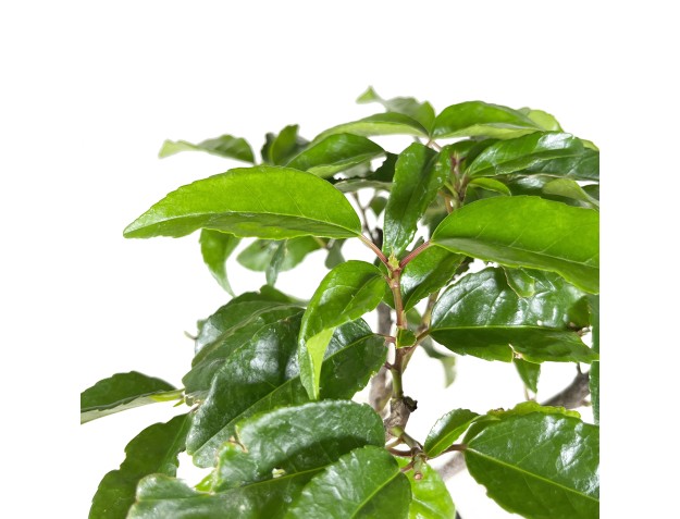 Prunus lusitanica - 34 cm 2