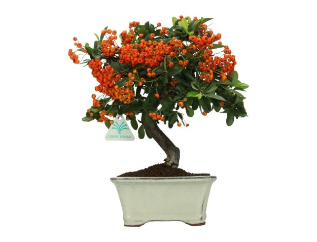 Pyracantha - 31 cm