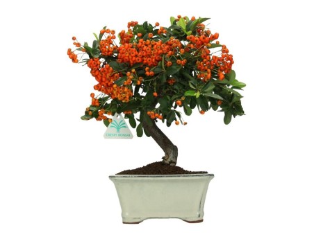 Pyracantha - 31 cm