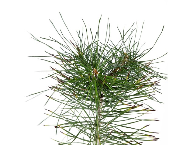 Pinus nigra Austriaca - 43 cm 2