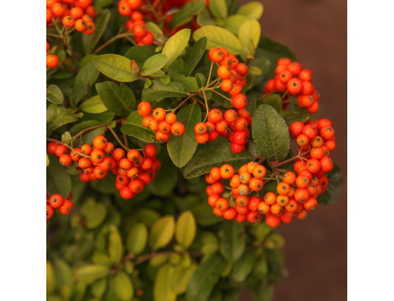 Pyracantha - 31 cm