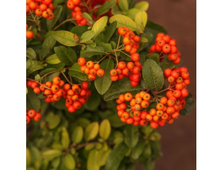 Pyracantha - 31 cm