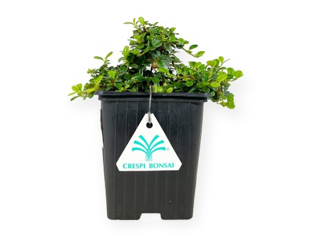 Cotoneaster microphylla Streib's findling - 16 cm