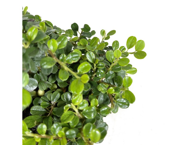 Cotoneaster microphylla Streib's findling - 16 cm