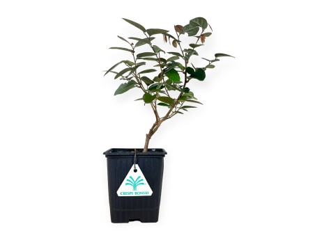 Loropetalum fire-dance - 39 cm