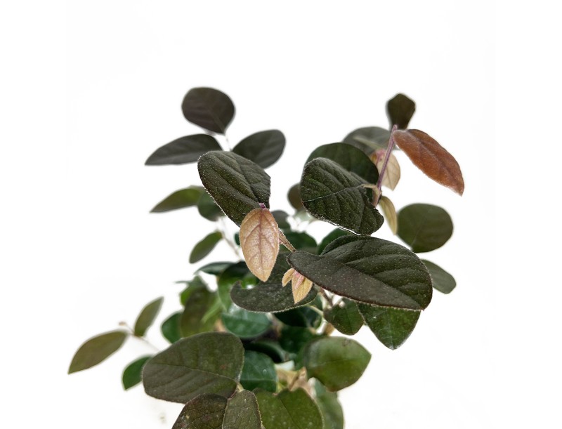 Loropetalum fire-dance - 39 cm