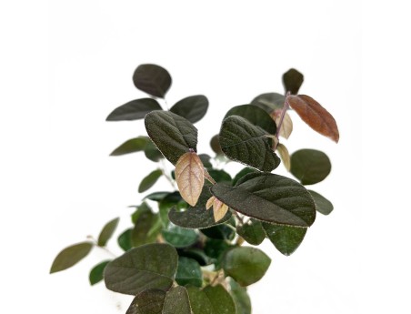 Loropetalum fire-dance - 39 cm