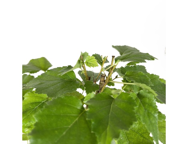 Betula Pendula Verrucosa - 38 cm 2