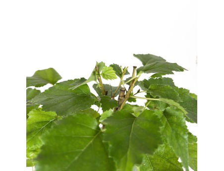 Betula Pendula Verrucosa - 38 cm